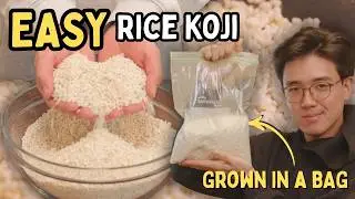 How To Make Rice Koji for Miso, Sake, Amazake and Garum