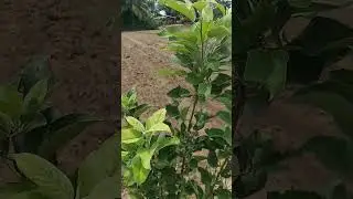 Apple tree🍎🍏 सफरचंदाच झाड