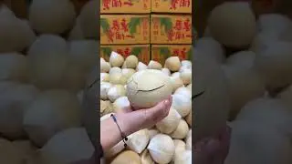 Opening the coconut meme starring a MythWeaver Luchador inspired by Strong Bad