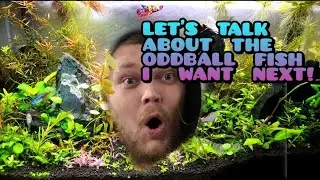 FANTASY FISH-BOWL ( Window Shopping for Oddball fish & Cichlids) + Q&A as Always