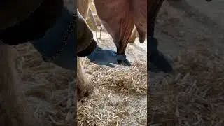 An injection from mastitis #cows #farm #veterinary #mastite