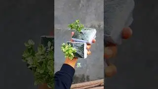 Sold kirim ke Sumatra Selatan Bonsai Sancang Varigata Shito #shorts #bonsaitree #bonsaisancang