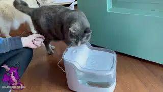 Showcasing Lefant PF1 Pet Water Fountain