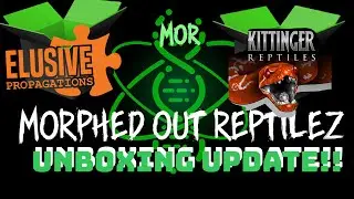 Ball Python Unboxing! 🐍🔥 From Elusive Propagations & Kittinger Reptiles | New Project Pickups #snake
