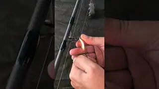 6 AM New Fishing Strategy &ndash; Spicy Boilies #carpfishing #carpiste #carpangler #carp #carpe #mack2