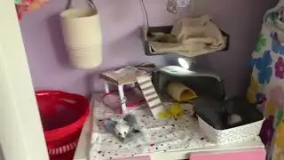 voice reveal￼?? little toy rats