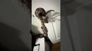 She&rsquo;s so cute! #youtubeshorts #snake #reptiles #viral #shorts #cute #pets #animals #feedshorts