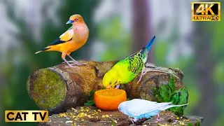 Cat TV for Cats to Watch 😻 Cat Stimulation Video 🐦Cat Relaxation 4K