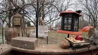 My Monday Morning Mayhem Bird & Squirrel Livestream