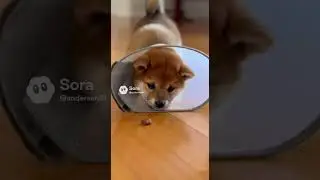Welcome to Meow & Woof Buddies!#cat #dog #cats #dogs #catvideos #puppy #kitten #funnypets #petshorts