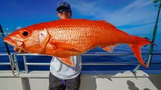GIANT *GOLDFISH* Catch Clean Cook (Queen Snapper)