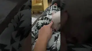 Nothing like pigs in a blanket 😜 Daisy the mini pig