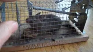 Muis gevangen!
