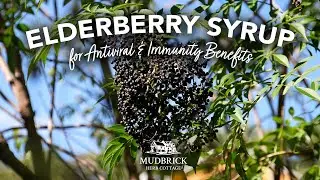 Elderberry Syrup Recipe - for Antiviral and Immunity Benefits