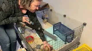 Calm Boys Cage Spot Clean 🐹 | Gentle Guinea Pig Care Routine 