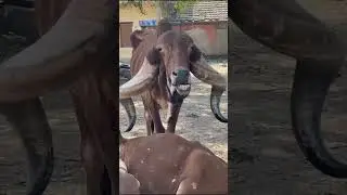 Pure gir cow old blood line