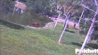 SWFLEagles~ Horse Bathing, O & H's Deep Bond~Oct. 29 & 30, 2014