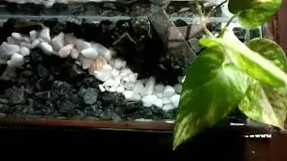 Aquarium Land Scape Idea's