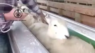Lamb V-Type Restraint Conveyor Abattoir Equipment For 200 Goats Per Shift Slaughter +8618652967546