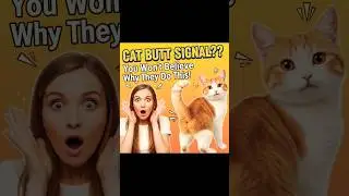 Why Your Cat Shows You Its Butt&hellip; The REAL Reason Will Shock You 😳🐱💨 #cat #cats #catshorts