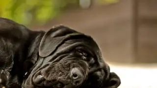 Mastino Napoletano: il gigante buono