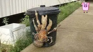 8 Most Alien Like Creatures On Earth