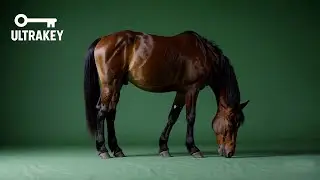 Grazing Horse &ndash; Free Green Screen Loop Animation VFX
