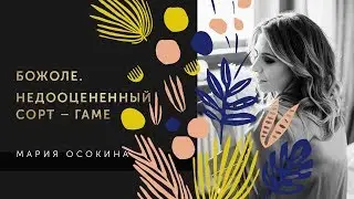 Божоле. Недооцененный сорт &ndash; гаме