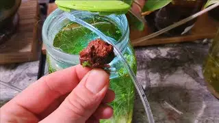 Green Water took over my Snail Habitat 