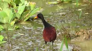 Wattled Jacana (Jacana jacana)