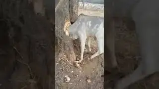 sapi aneh
