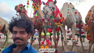 5 Lakh se 16 Lakh Tak | Camel Mandi 2024 Karachi Price Updates | Mandi GupShup