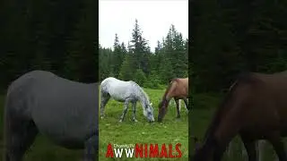 🤗 #AwwNIMALS - Highland Harmony: Horses in Nature's Beauty 💕