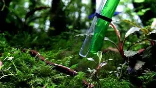 Planted Tank Maintenance - Removing organic waste / detritus