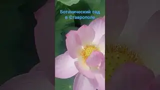#ставрополь #новости #лето #лотосы#ботаническийсад