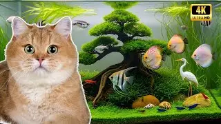 Cat TV | Beautiful Aquarium for Cats and Humans to Relax Every Day