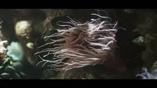 Mare Nero - Abstract Meditation Music