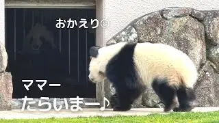 【ママが迎えてくれた♪帰宅速報】今日はママのお部屋へただいま～♪子パンダ楓浜🍁