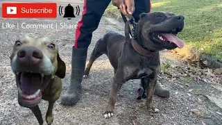 Why Do I Use A Sharp Spike Collar When Taking My Dogs On LongWalks⁉️🛑