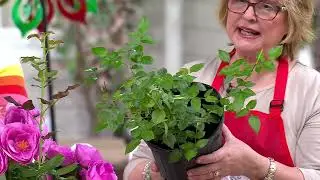 Girl Next Door 1-Piece Scentables Rose Live Plants on QVC