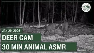 Backyard Wildlife Maine - Live Deer Cam