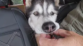 Husky Gets His Favourite Treat After Losing Most His Teeth!