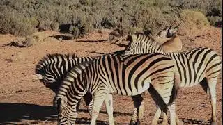 Group of Zebras