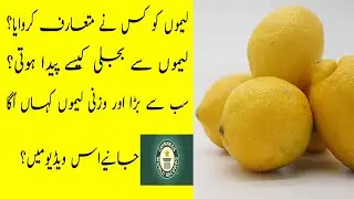 History And Guinness World Record Of Lemon in Urdu/Hindi || Benefits Of Lemons