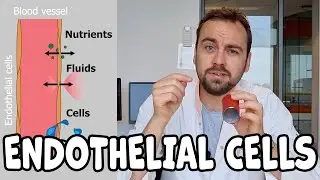 Endothelial cells in 3 minutes