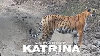 2026 FIRST LOOK: Katrina Tigress Spotted with 2 Cubs in Bor Tiger Reserve !😱#queen #tigress #katrina