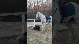 At &uuml;st&uuml;nde ters gidip ters şaha kalkmak / #shorts #at #arabic  #horse  #atlar