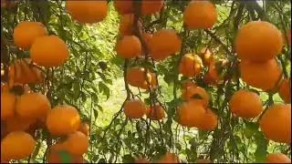 PAU Kinnow-1.    #orange #food #explore #india #viral #trending #garden #fruit #agriculture #farming