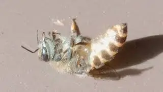 Apis mellifera? Domesticated in Azad Kashmir 