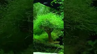 3D Printing a Moss Tree #aquarium #aquascape
